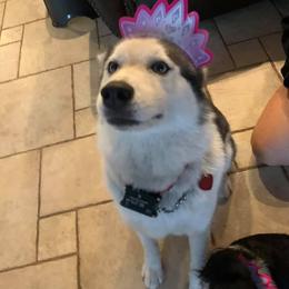Pomsky and Siberian Husky All Grown Up from Kurtz K9
