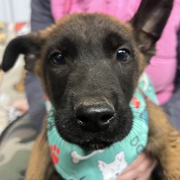 Boy 2 - Yellow Dutch Shepherd puppy in Sierra Vista, Arizona from KnightWatch K-9