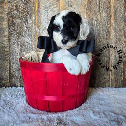Star Lord - Black and white male Sheepadoodle puppy in Ashton, Idaho from Kerr Kanine Ranch