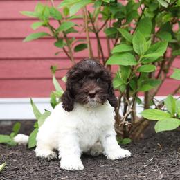 Dallas - Chocolate male Australian Labradoodle puppy in Williamstown, New York from Lewis Manor Labradoodles