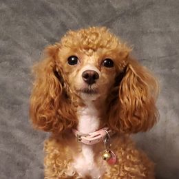 Roxy - Poodle