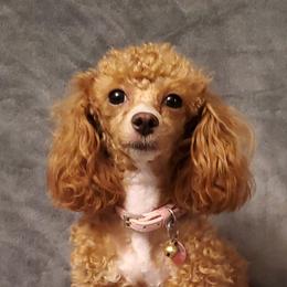 Roxy - Poodle