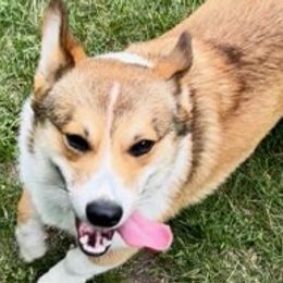 Pembroke Welsh Corgis from Beauty & the Beast Corgi