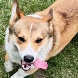 Pembroke Welsh Corgis from Beauty & the Beast Corgi