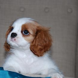 Cavalier King Charles Spaniel Puppies from Halloweentown cavaliers