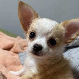 Glo - Gold and white female Chihuahua puppy in Palmyra, Indiana from Country Star Chihuahuas