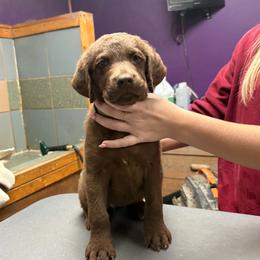 Chesapeake Bay Retriever puppies from Gun River Chesapeake Bay Retrievers