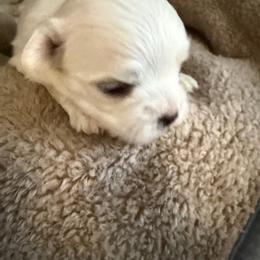 Milo - White male Maltese puppy in Coats, North Carolina from Angie's Puppies