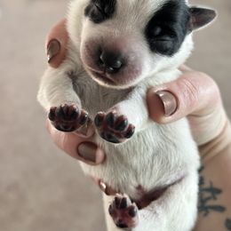 Australian Cattle Dog Puppies from Folie à Deux Australian Cattle Dogs