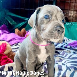 Hot pink ribbon blue girl - Blue female Great Dane puppy in Georgia from Night Magic Danes