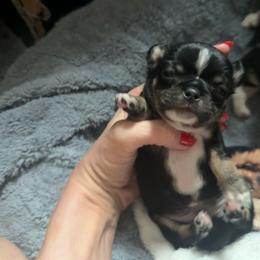 AKC Boy 1 - Black and tan male Chihuahua puppy in Anoka, Minnesota from Anoka County MN AKC Chihuahuas