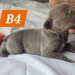 B4 - Gray male Weimaraner puppy in Frostproof, Florida from Waggin' Weims