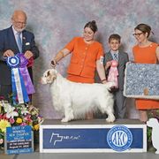 Neville - Clumber Spaniel