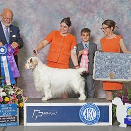 Neville - Clumber Spaniel