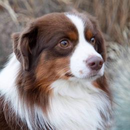 Apollo - Miniature American Shepherd