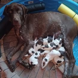 Cocoa Rose - German Shorthaired Pointer