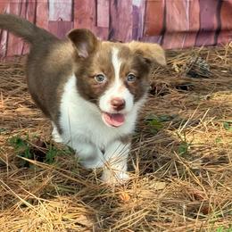 Teal Collar - Liver and white female American Corgi puppy in Nashville, Arkansas from Whisenhunt Farms