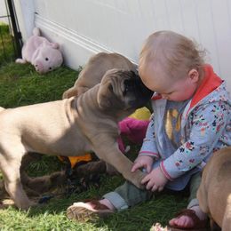 Bullmastiff Puppies from Amulet Bullmastiffs