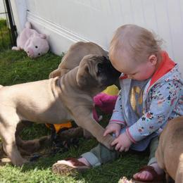 Bullmastiff Puppies from Amulet Bullmastiffs