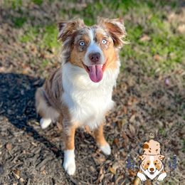 Aggie - Miniature Australian Shepherd