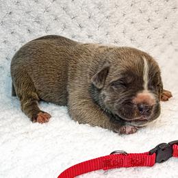 Red Collar - Gray and fawn male Cane Corso puppy in Catawba, North Carolina from Catawba Cane Corso