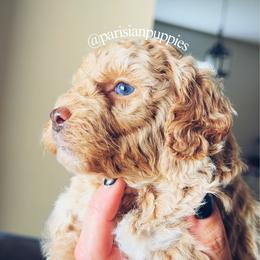 Selene - Apricot female Goldendoodle puppy in Spring Hill, Florida from Parisian Puppies