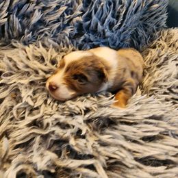 Australian Shepherd Puppies from Steel Magnolia Aussies