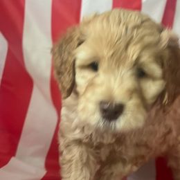Goldendoodles from Happy Tails Doodle Farm