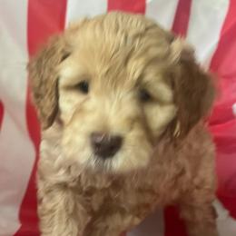 Goldendoodles from Happy Tails Doodle Farm