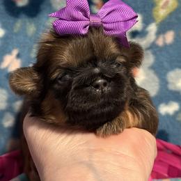 Breeze - Red female Shih Tzu puppy in Sharon, Pennsylvania from Keystone Danes and Shih tzus
