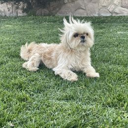 Dice - Shih Tzu