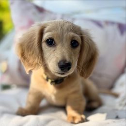 Dachshund Puppies from Swedoxies