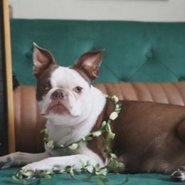 Boston Terriers from Ami’s Boston Terrier