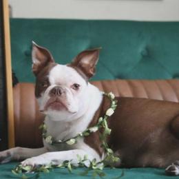 Boston Terriers from Ami’s Boston Terrier