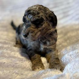 Dina - Merle female Goldendoodle puppy in Jacksonville, Florida from Dandelion Doodles