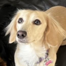 Freya - Dachshund