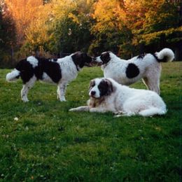 Pyrenean Mastiffs from SaddleDog Farm