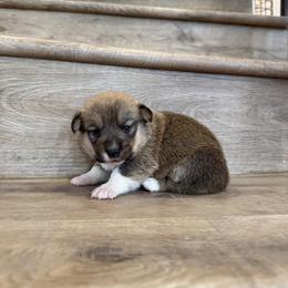 Azalea - Sable female Pembroke Welsh Corgi puppy in Phelan, California from Desert Sunset Pembroke Welsh Corgis
