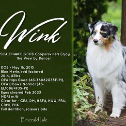 Wink - Australian Shepherd
