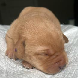 Purple boy - Yellow male Labrador Retriever puppy in Monticello, Georgia from Hollow Meadows Retrievers