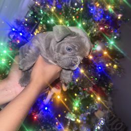 Brooklyn - Blue female French Bulldog puppy in West Hempstead, New York from Long Island Frenchie