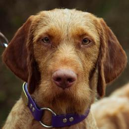Akac - Wirehaired Vizsla