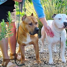 American Staffordshire Terrier All Grown Up from Woodshire AST Kennel