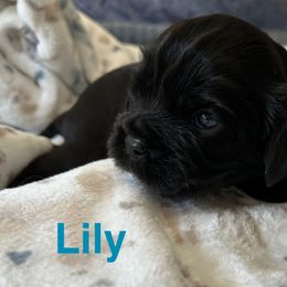 Lily - Black and white female Cavalier King Charles Spaniel puppy in Sandstone, Minnesota from Peaceful Garden Cavaliers