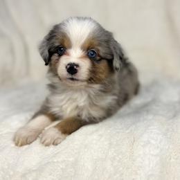 Brownie - Blue merle male Miniature Australian Shepherd puppy in Bedias, Texas from JSK Aussie and Cavaliers