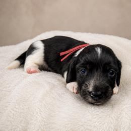 Red Collar - Piebald male Dachshund puppy in Crandall, Texas from The Weenie Hut LLC