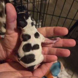 Mike - Piebald male Dachshund puppy in Mobile, Alabama from Mobile Mini Dachshunds