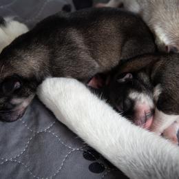 Siberian Husky Puppies from Ivie Huskies