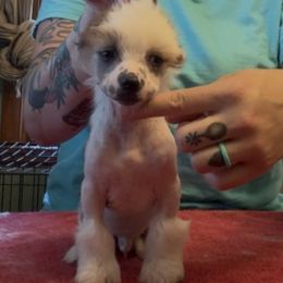 Bulleit - Pink and slate male Chinese Crested puppy in Auburn, Kansas from TopBrass Kennels