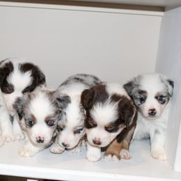 Miniature Australian Shepherd Puppies from Yarborough Kennels